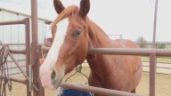Bastrop rodeo arena shut down amid deadly horse virus outbreak