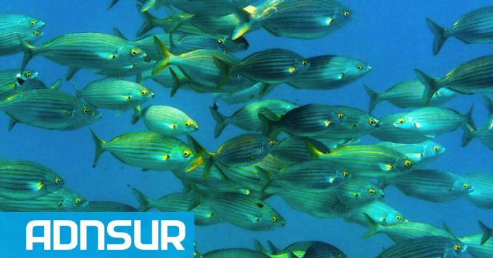 La política entre “peces y pesos”: una semana con olor a mar y a pólvora política