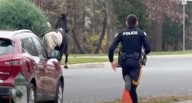 Loose horse gives N.J. police a run for their money. See video.