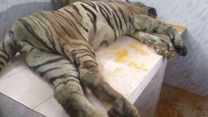 25-year-old beloved male tiger ‘Rishiraj’ dies at Thrissur zoo after months of care