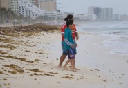 Frentes fríos provocarían arribo de sargazo a playas de Cancún