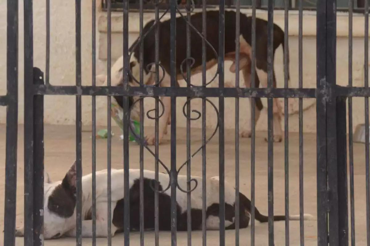 Activistas exigen revertir cargo a nueva titular de Protección Animal en Cancún