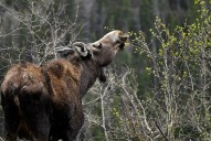 Moose attacks woman walking dog in Boulder County