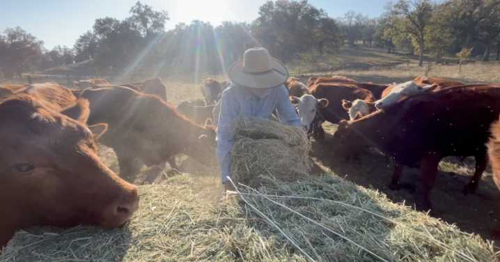 Local rancher warns importing beef could hurt U.S. producers