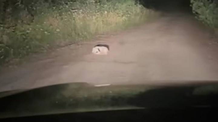 Camper Sees Mysterious White Lump On Oregon Backroad And Is Shocked To Realize It’s Alive