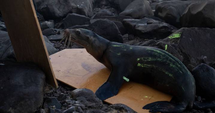 Científicos estudiarán lobos marinos del Alto Golfo de California