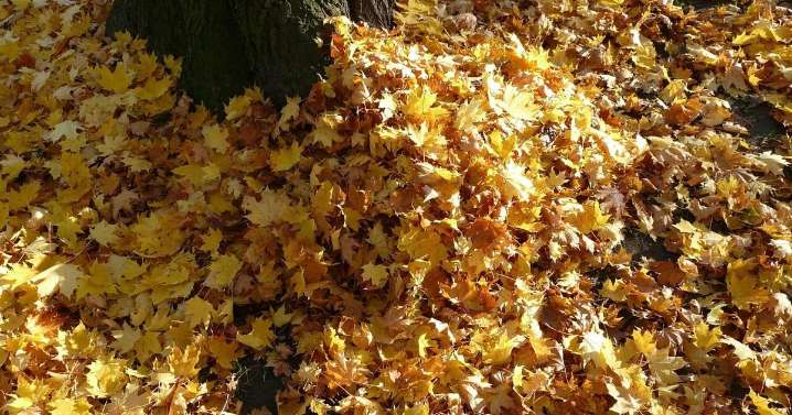 City of Rockford announces last week for yard waste collection