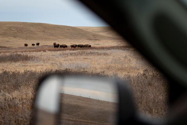 Tribes that restored buffalo are killing some to feed people because of the shutdown