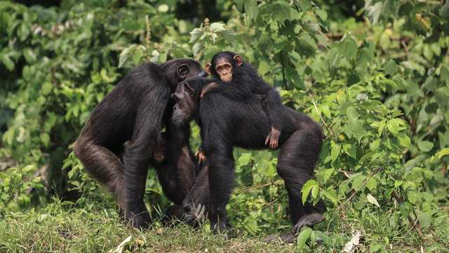Kissing is an 'evolutionary conundrum.' Scientists just mapped its unexpected origins