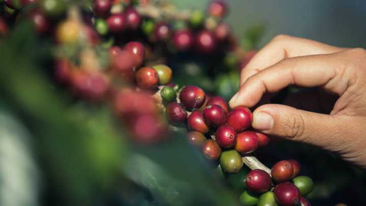 ¿Está el café colombiano en la mira de Donald Trump?: Estados Unidos prepara cambios en sus importaciones agrícolas
