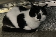 Pet of the Week: Rainy