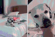 Hearts Break at Moment Shelter Dog on Rare Sleepover Finally Feels ‘Safe’