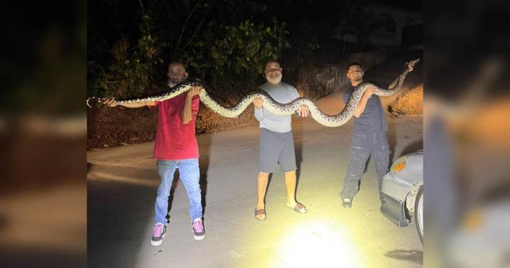 VIDEO: Gongo atrapa enorme pitón reticulada en Toa Alta