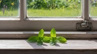 Dejar menta en ventanas y puertas: por qué recomiendan este truco y qué bichos ahuyenta