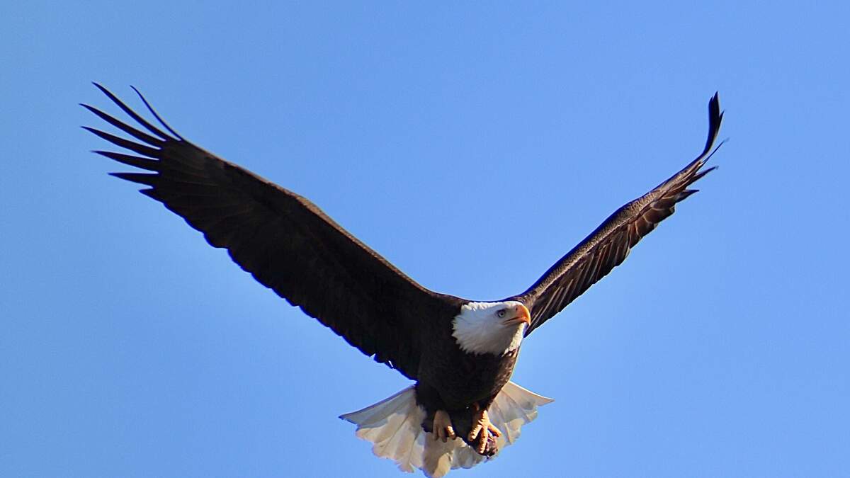 Driver Left Stunned After Bald Eagle Dropped A Cat Through Her Windshield