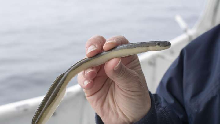 Eel populations are falling, and new protections were defeated. Japan and the U.S. opposed them