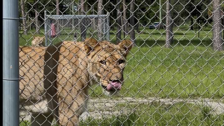 Lion Country Safari has new owner: Who is billionaire Larry Ellison?