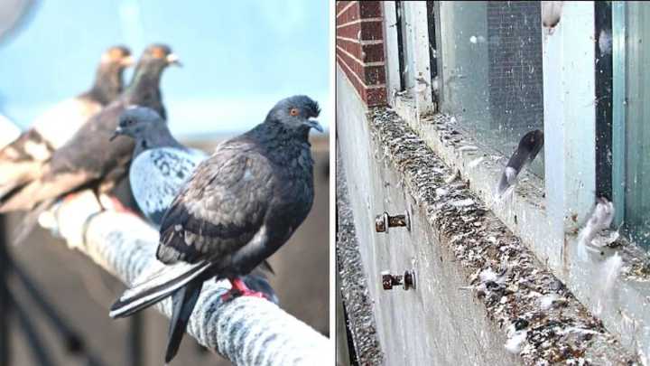 Experiencing Distress because of Pigeons Nesting and Droppings: 5 Natural Solutions to Keep Pigeons Away from Your Balcony Without Harm