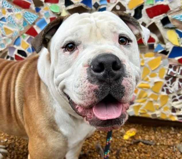 Pets of the Week for Nov. 4, 2025