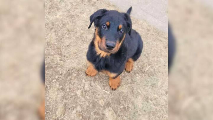 South Dakota Pup Grows Up Looking Less Like A Rottweiler And More Like Something Unexpected