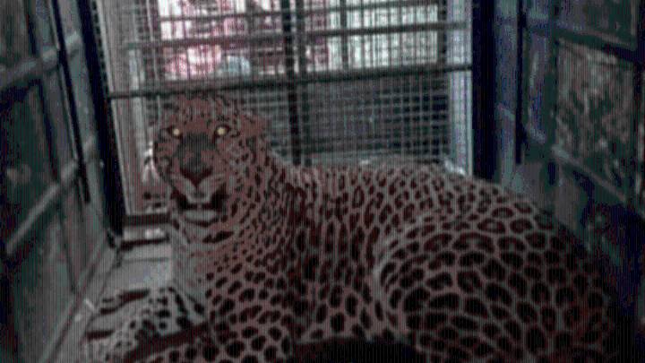 Leopard caught in cage set up by Forest department