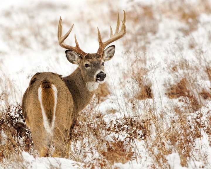 New tool helps hunters monitor Chronic Wasting Disease