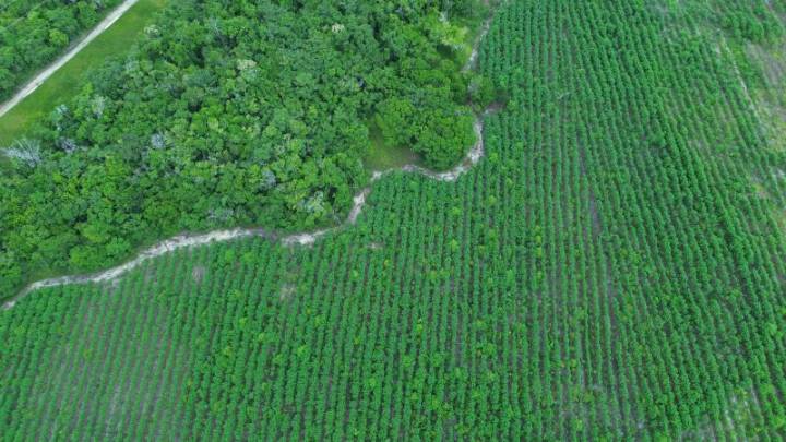 How drones and AI are protecting the Brazilian rainforest