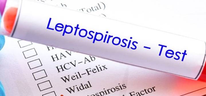 Alerta de casos sospechosos de leptospirosis tras el huracán Melissa en Jamaica