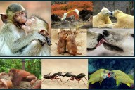 El beso cumple 21 millones de años: según los científicos, humanos y neandertales se besaban entre sí