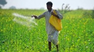 Government ensures adequate Urea availability for Kharif 2025, builds buffer for Rabi season