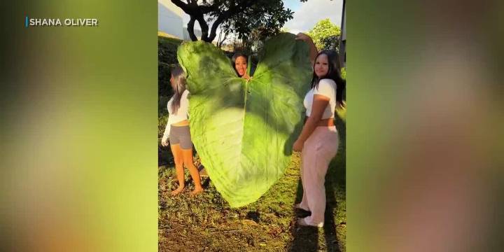 Family finds gigantic taro leaf while hiking