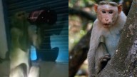 Locals fed up with 'alcoholic' monkey; ape that snatches beers and gulps in one go