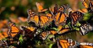En puerta temporada turística de la mariposa monarca en Michoacán: Sectur