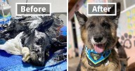 23 Before And After Photos Of Abandoned Dogs That Were Given A Second Chance At Life By This Organization