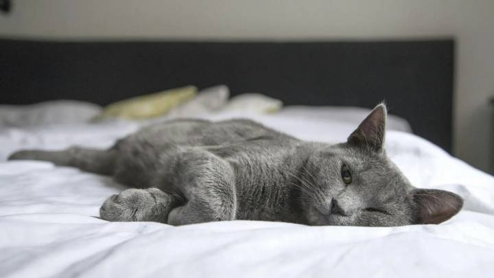 Comportamiento felino: por qué los gatos orinan sobre la cama y cómo prevenirlo