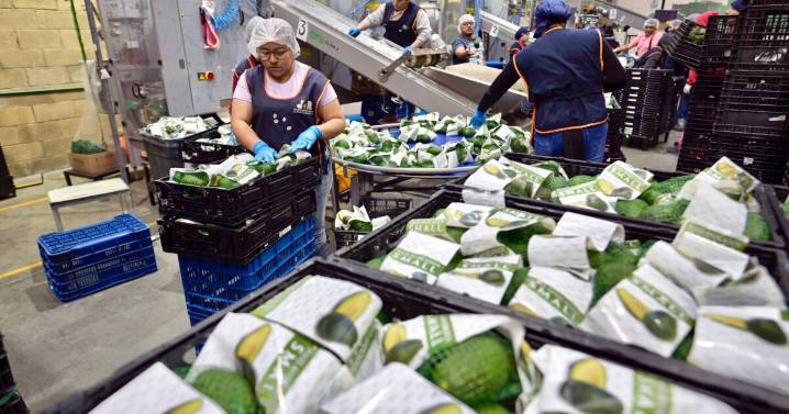 Michoacán, la potencia agroexportadora amenazada por el crimen organizado