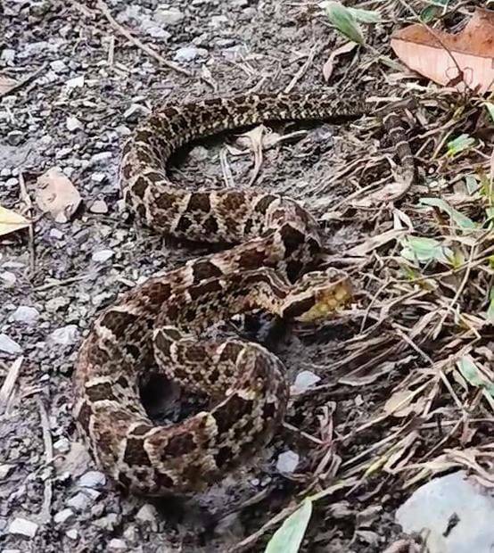 Alertan ante aumento de serpientes en trochas de Boconó