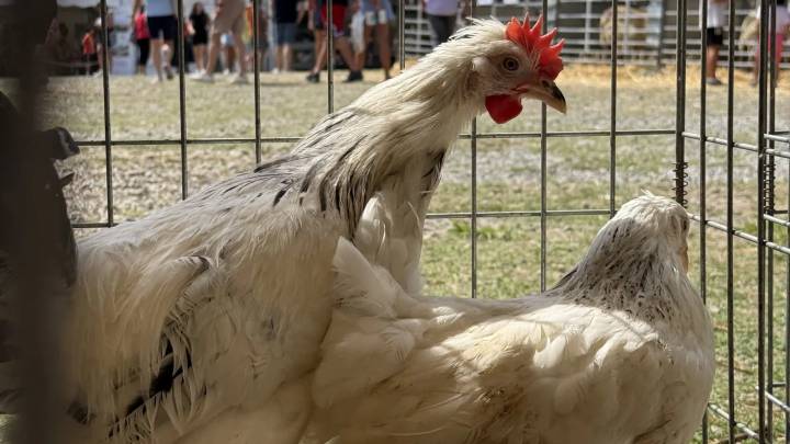 El Gobierno confina desde aves de corral en zonas de especial riesgo para no propagar la gripe aviar