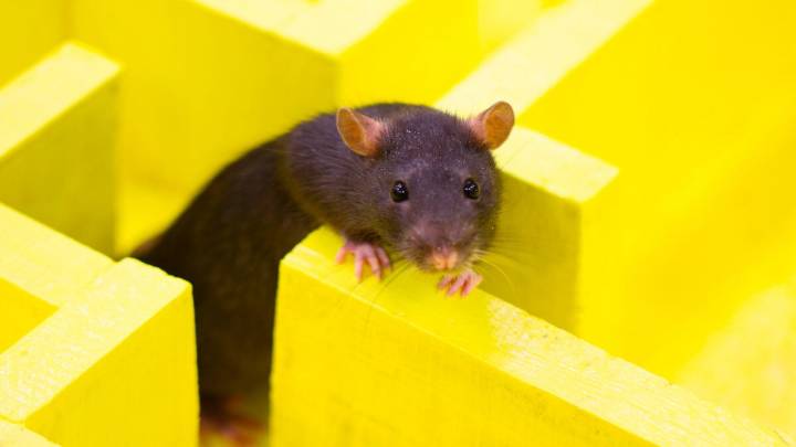 ChatGPT's Browser Bot Seems to Avoid New York Times Links Like a Rat Who Got Electrocuted