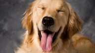 Humans Share a Surprising Genetic Link With Golden Retrievers