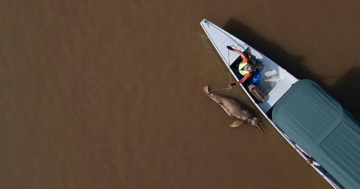 Hundreds of dolphins found dead in Amazon lake were in water hotter than a jacuzzi, study finds