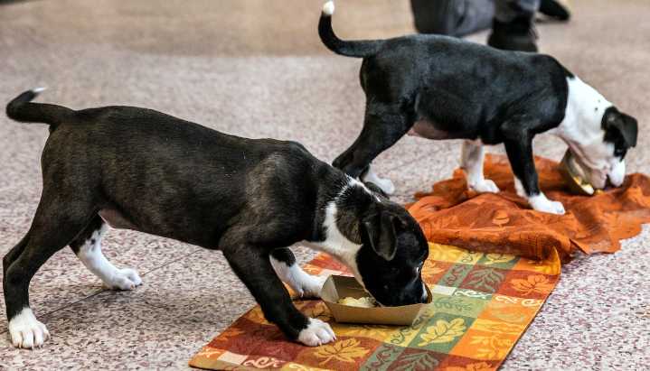 Shelter animals in Harrisburg receive special Thanksgiving feast