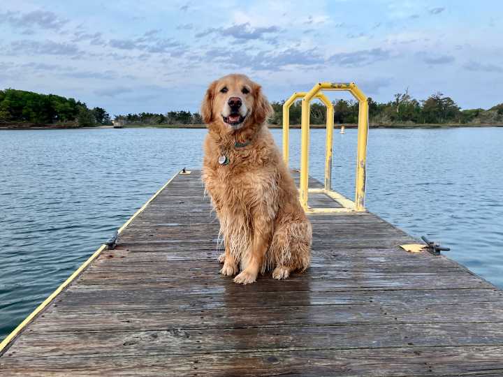 Why we consider pets part of the family: Our Best Life