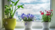 How To Get Your Indoor Plants To Bloom In The Winter