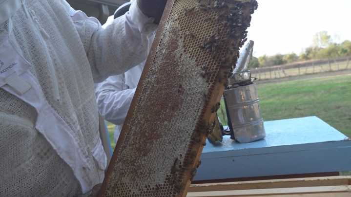 Honey production surges across Texas after years of decline