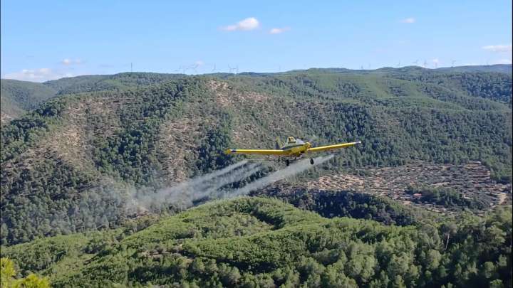 Catalunya trata 17.500 hectáreas de pinares para controlar la plaga de procesionaria del pino