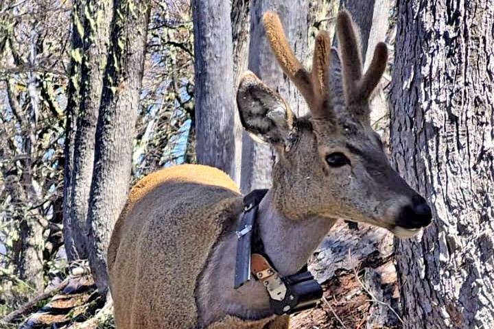 Viaje hacia la libertad. El intenso operativo para proteger a Newenche, el huemul que regresó a su hábitat natural