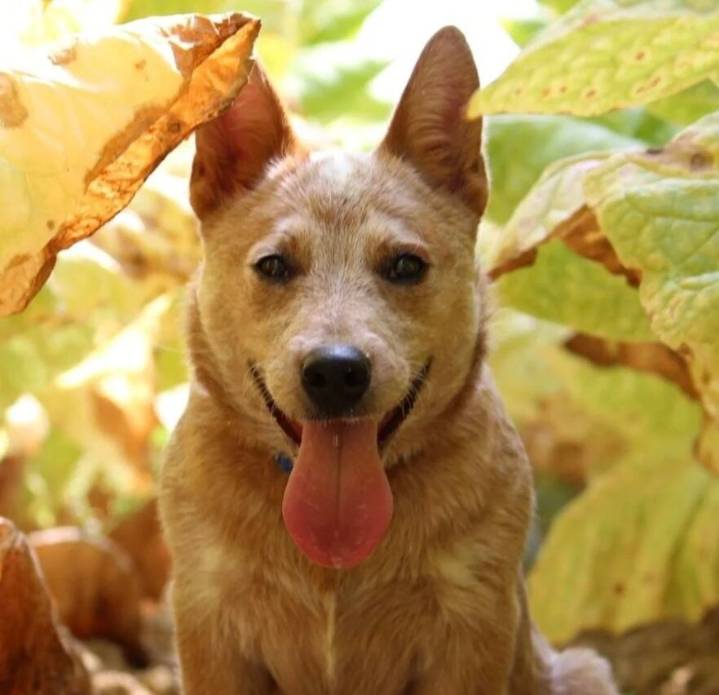 Goose, the blind dog, wants to be Farm Bureau’s national Dog of the Year; vote here