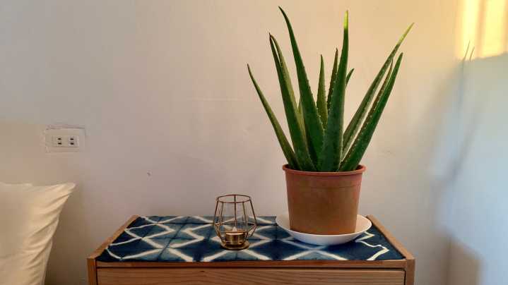 The Major Benefits Of Putting An Aloe Vera Plant Near Your Bed At Night
