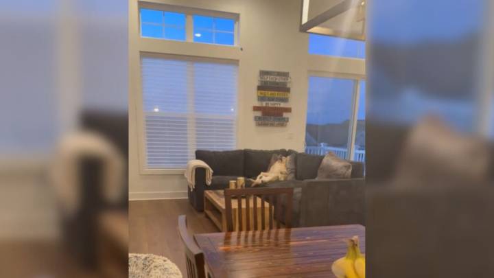 New York Labrador’s Laid-Back Antics While Alone Delight Viewers And Bring Healing